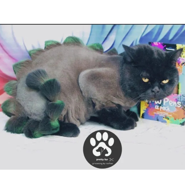 اصلاح مدل دار گربه