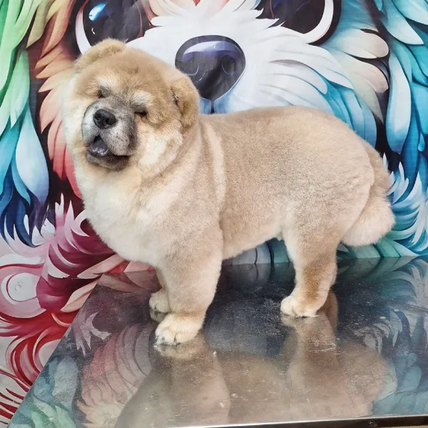 اصلاح سگ نژاد بزرگ