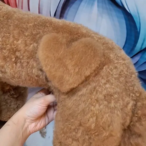 اصلاح مدل دار