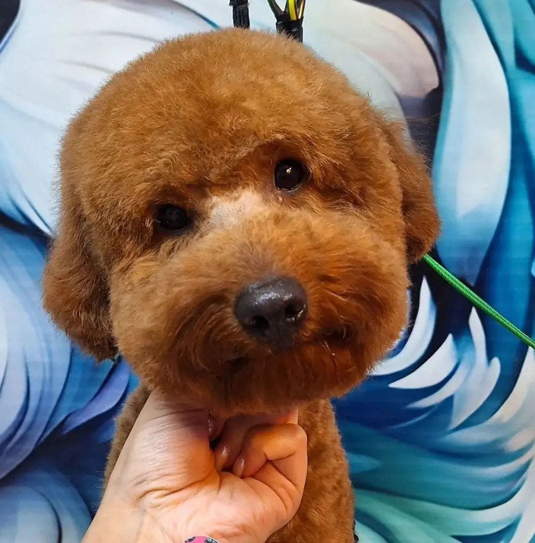 اصلاح مدل دار