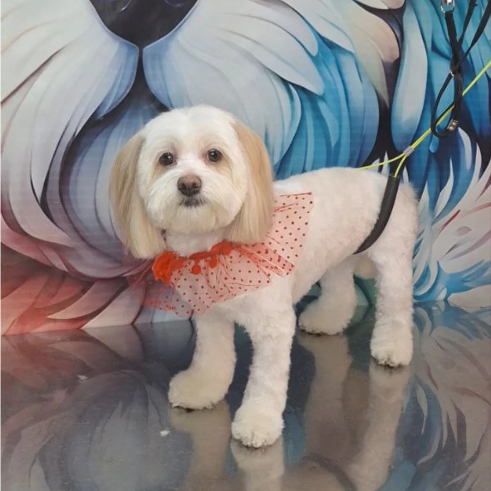 آرایشگاه حیوانات خانگی