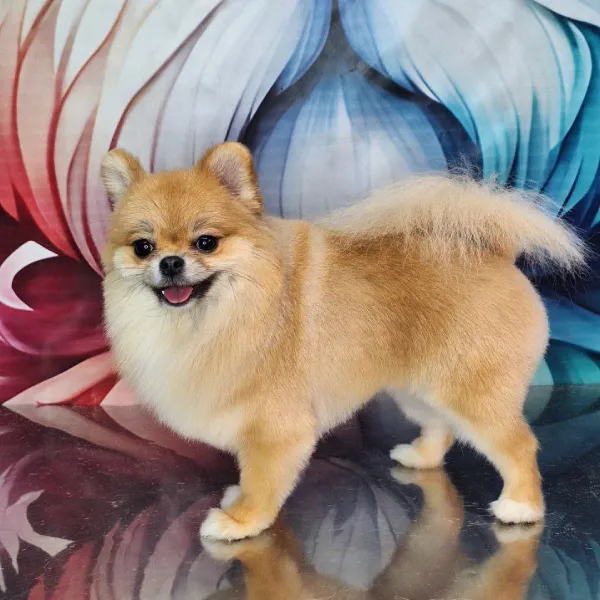 اصلاح سگ با قیچی