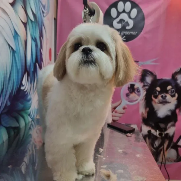 اصلاح عروسکی شیتزو