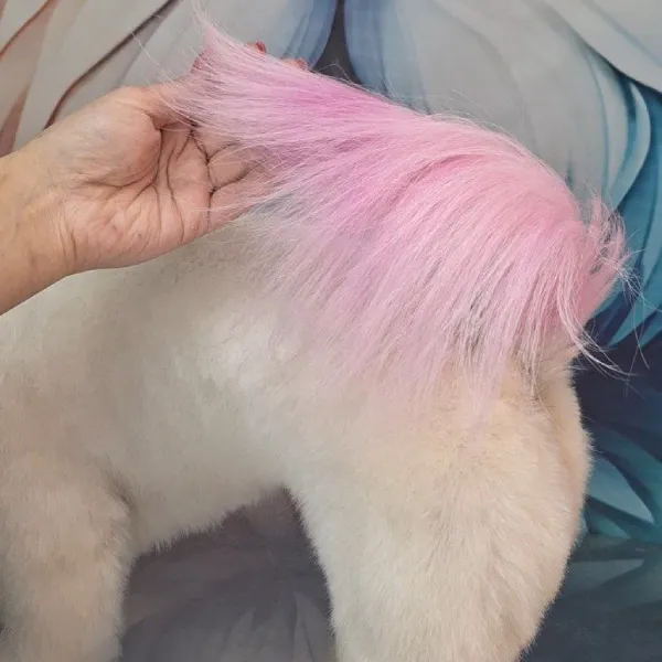 رنگ مو موقت گیاهی مخصوص سگ و گربه