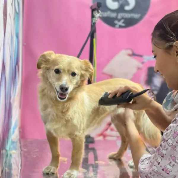 اصلاح با موزر